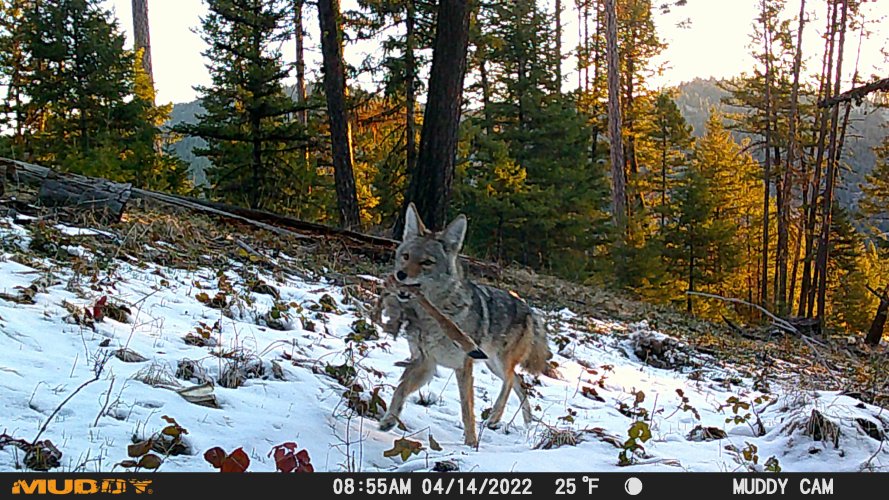 coyote deer leg 2025.JPG