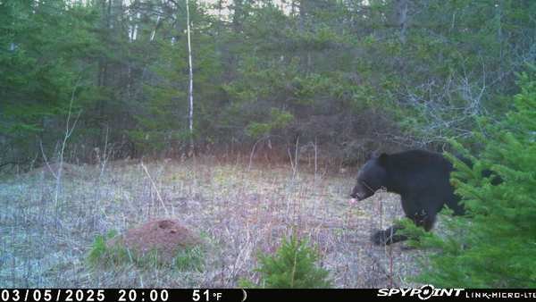 20250503 Bear A.jpg