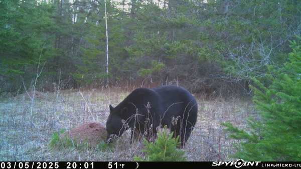 20250503 Bear B.jpg
