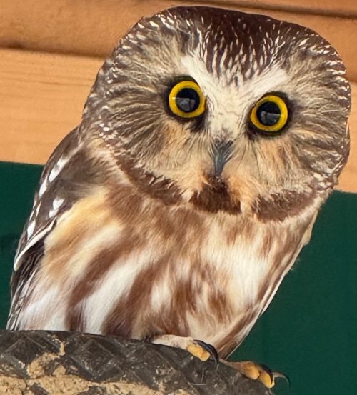 saw-whet owl.jpg