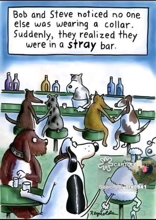 stray bar.jpg