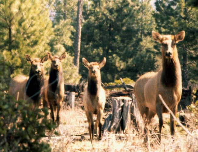 ELK 8.jpg ELK 8.jpg