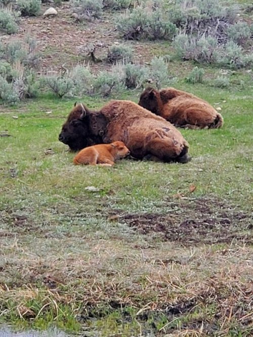 Bison calf.jpg