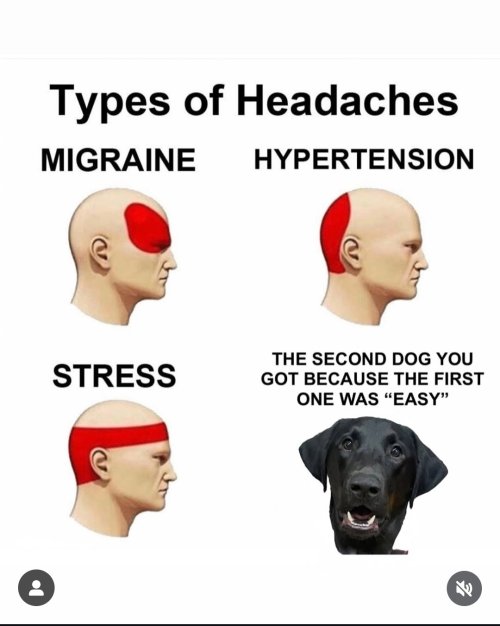 1118466670895850246.jpeg