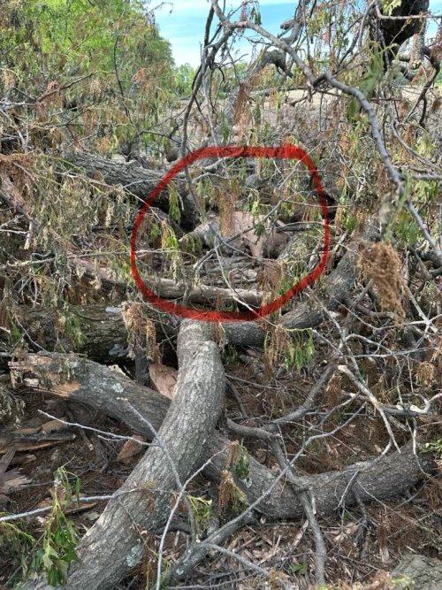 IMG_5391.jpeg IMG_5391.jpeg