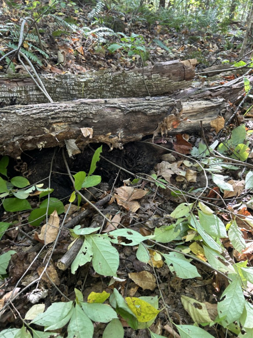 1747752668471.png 1747752668471.png