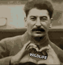 1000015032.gif 1000015032.gif