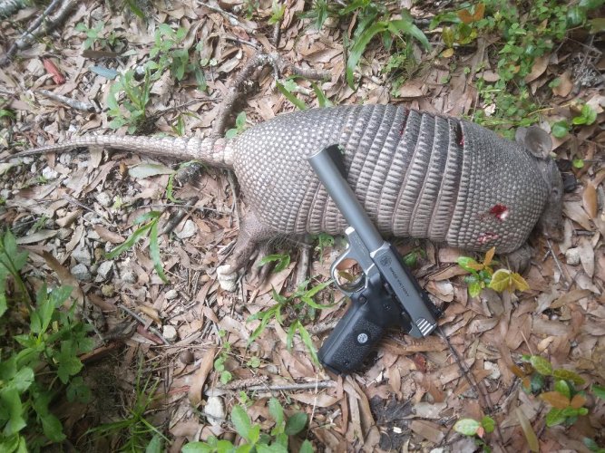 armadillo with Victory.jpg