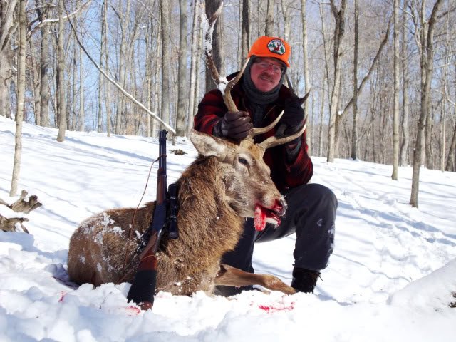 red stag 1.jpg red stag 1.jpg