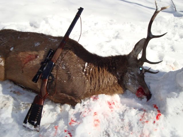 red stag 2.jpg red stag 2.jpg