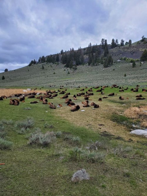 Bison herd.jpg