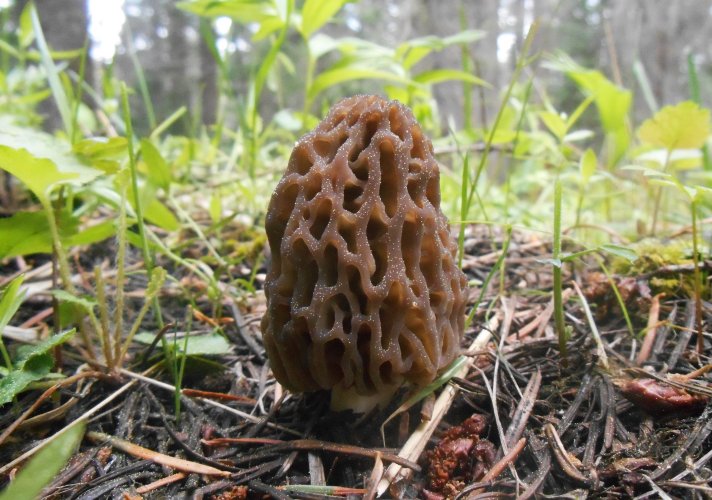 Black morel 5.JPG
