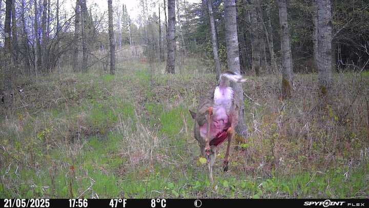 20250521 Wounded deer A.jpg