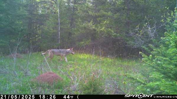 20250521 Wolf.jpg