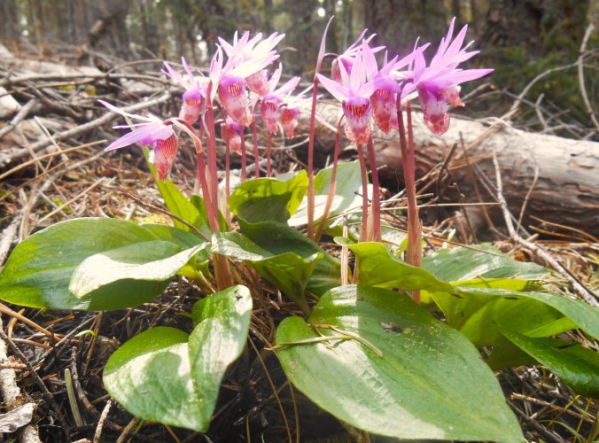orchid.JPG