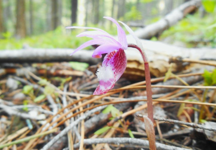 orchid 1.JPG
