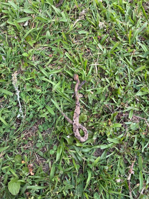 IMG_5387.jpeg IMG_5387.jpeg