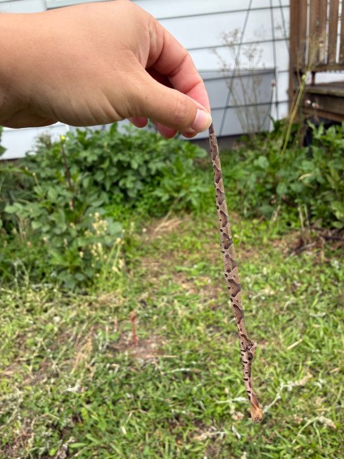 IMG_5388.jpeg IMG_5388.jpeg