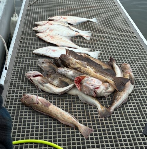 IMG_0910.jpeg IMG_0910.jpeg