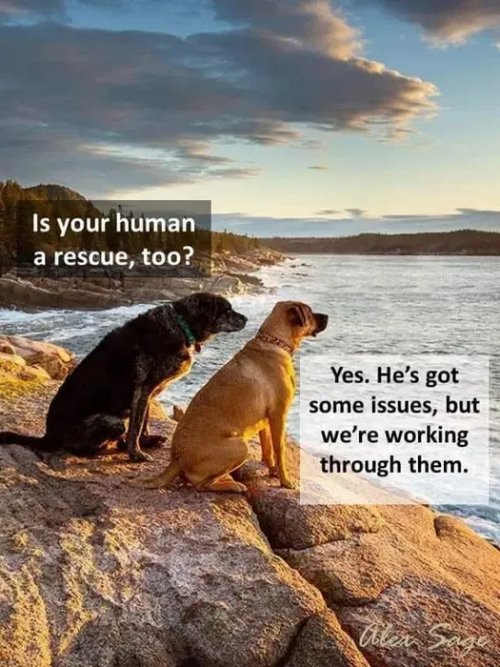 dogs.jpeg