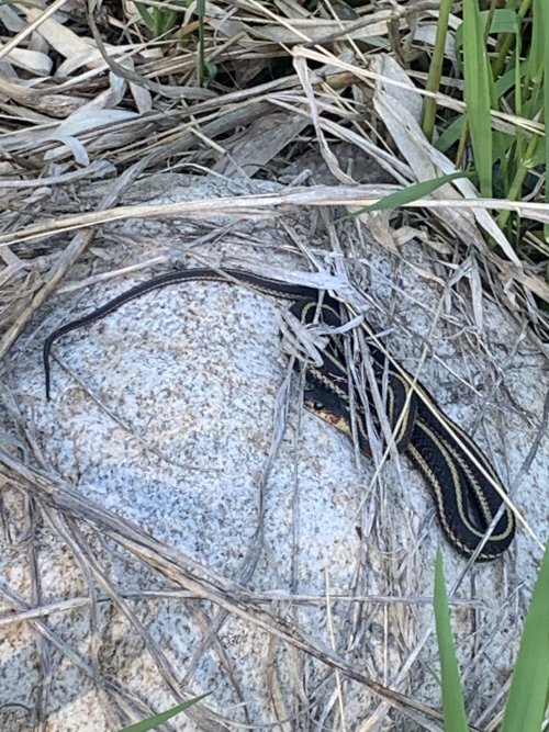 IMG_9747.jpeg IMG_9747.jpeg