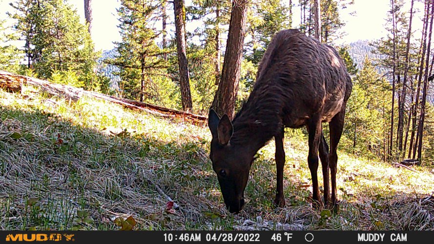 April elk 2025.JPG