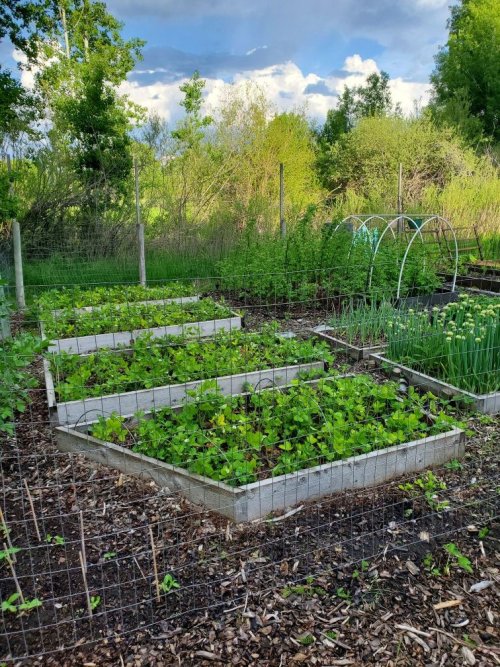 Strawberry patches.jpg
