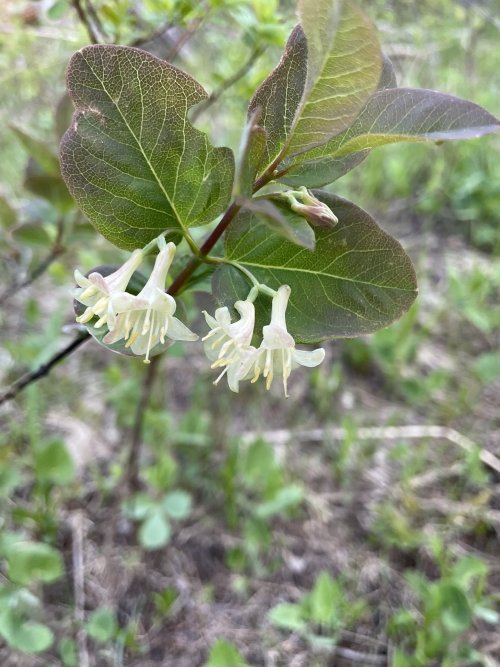 IMG_8241.jpeg IMG_8241.jpeg