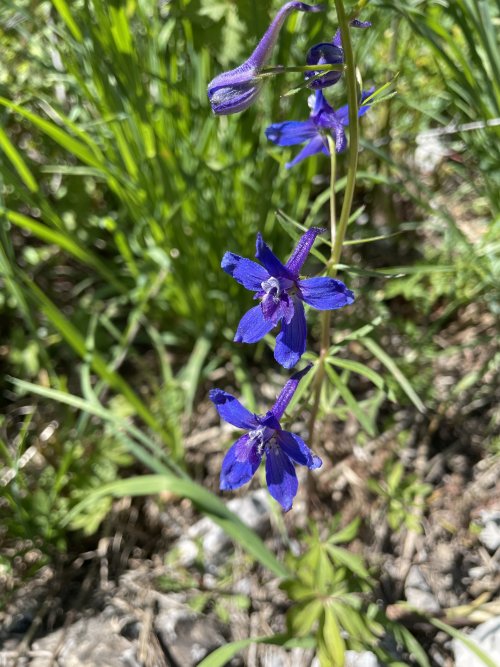 IMG_8254.jpeg IMG_8254.jpeg
