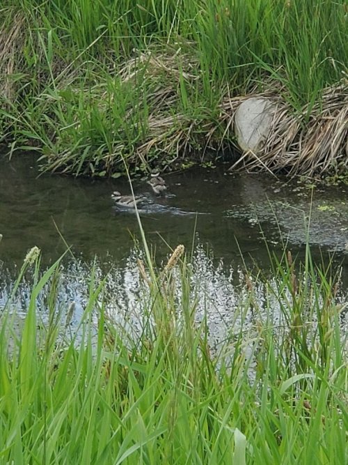 killdeer swimmiing.jpg killdeer swimmiing.jpg