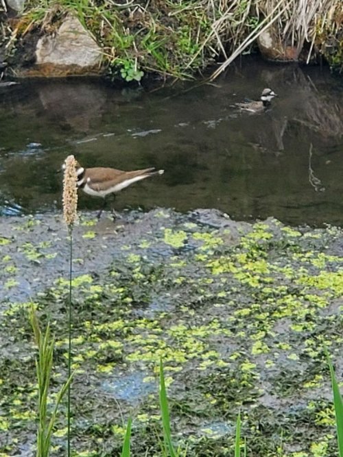 swimming chick with mom.jpg swimming chick with mom.jpg