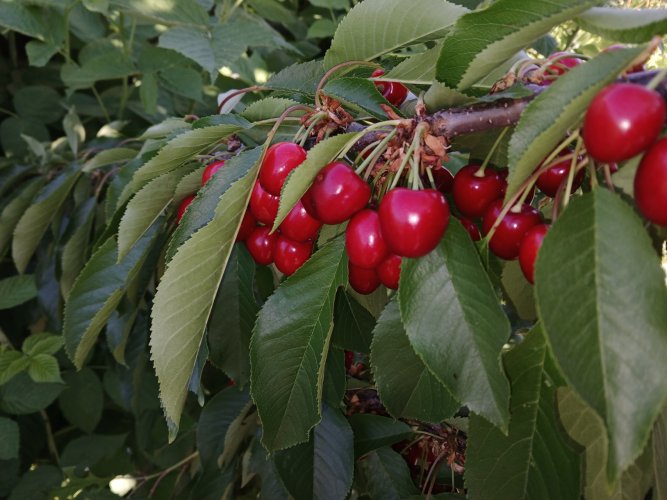 cherries.jpg