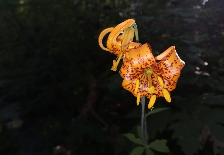 TIGER LILLY.jpg
