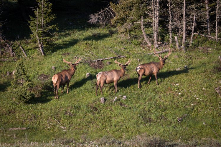 3 bulls_smaller.jpg