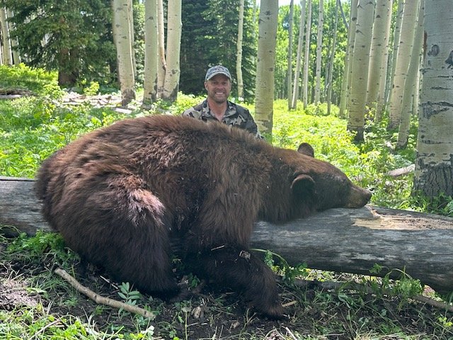 bear (1).jpeg