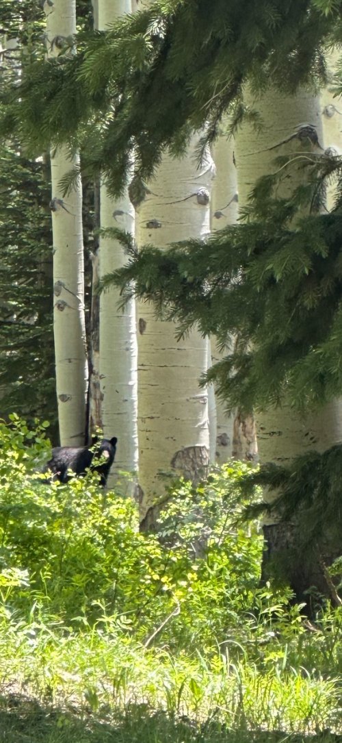 momma bear (1).jpeg