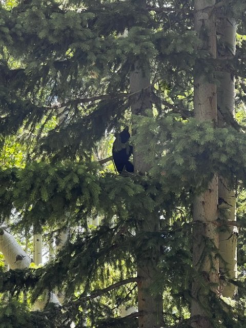 cub (1).jpeg