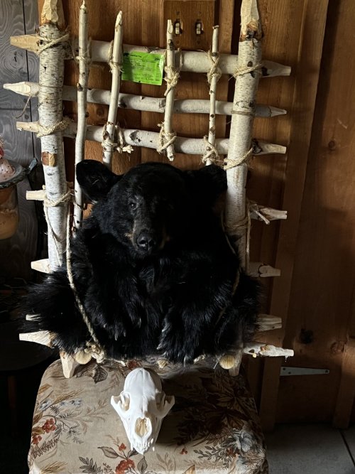rokslide - Ultimate boo boo taxidermy.jpg rokslide - Ultimate boo boo taxidermy.jpg