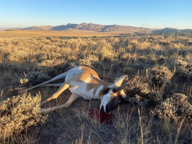 as they lay.jpg as they lay.jpg