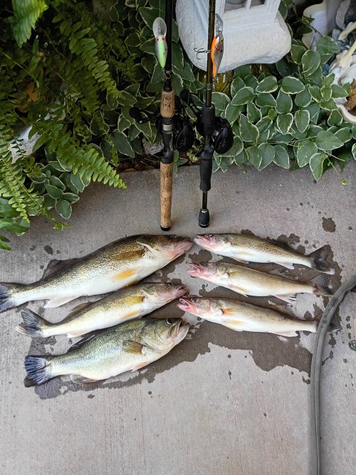 IMG_20250619_144052131_HDR.jpg IMG_20250619_144052131_HDR.jpg