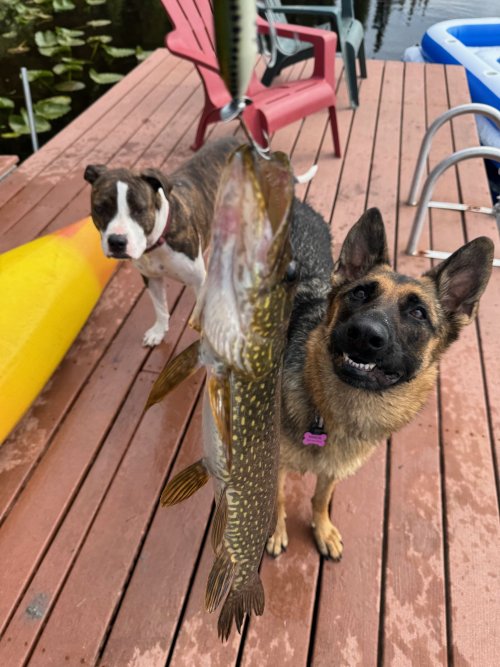 Pike off the dock.jpg