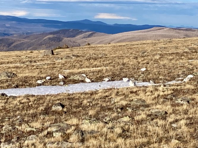 IMG_2603.jpeg IMG_2603.jpeg