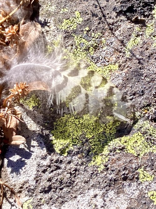 IMG_2713.jpeg IMG_2713.jpeg