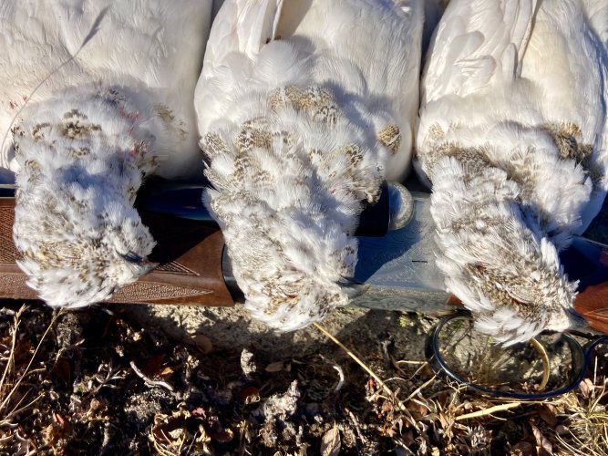 IMG_2615.jpeg IMG_2615.jpeg