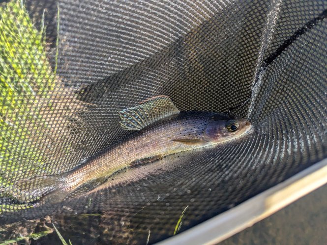 Grayling 1.jpg Grayling 1.jpg