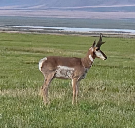 IMG_20250629_203225 (1).jpg IMG_20250629_203225 (1).jpg