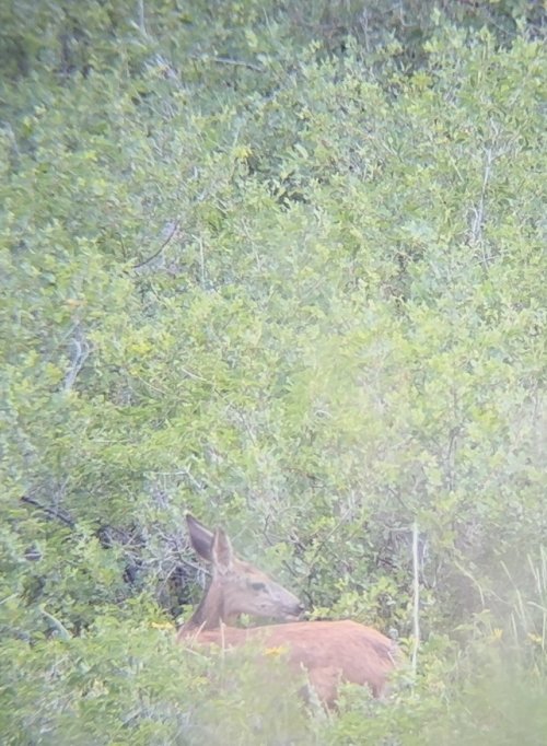 IMG_5184.jpeg IMG_5184.jpeg