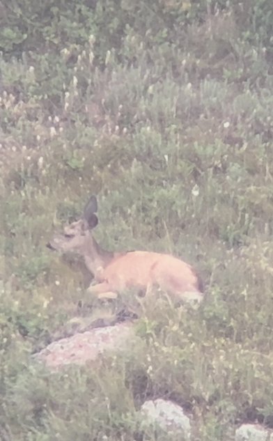 IMG_5185.jpeg IMG_5185.jpeg