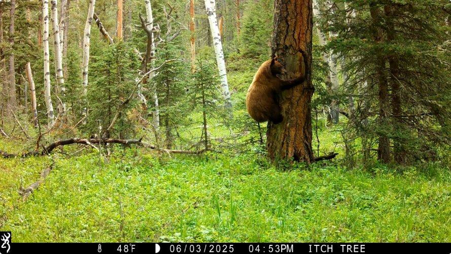 Bear in Tree.jpg