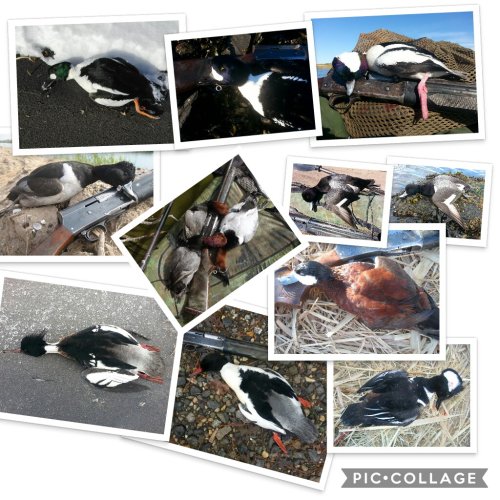 Collage 2018-07-12 14_13_42.jpeg Collage 2018-07-12 14_13_42.jpeg